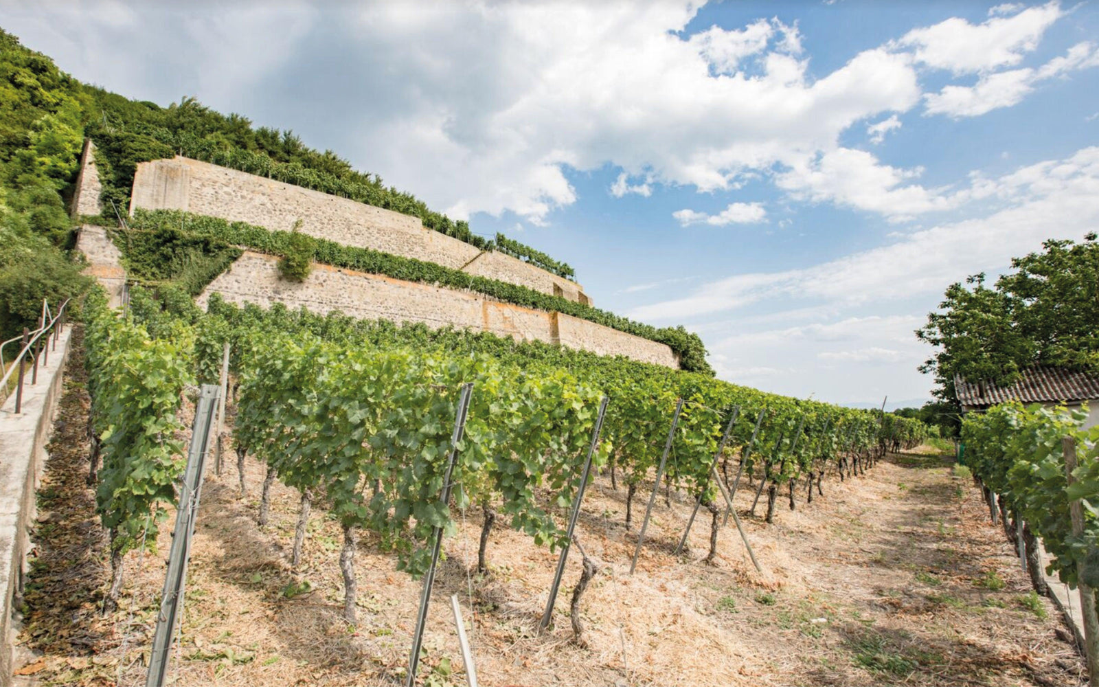 Pressemitteilung: Ihringer Winklerberg Neubestockung