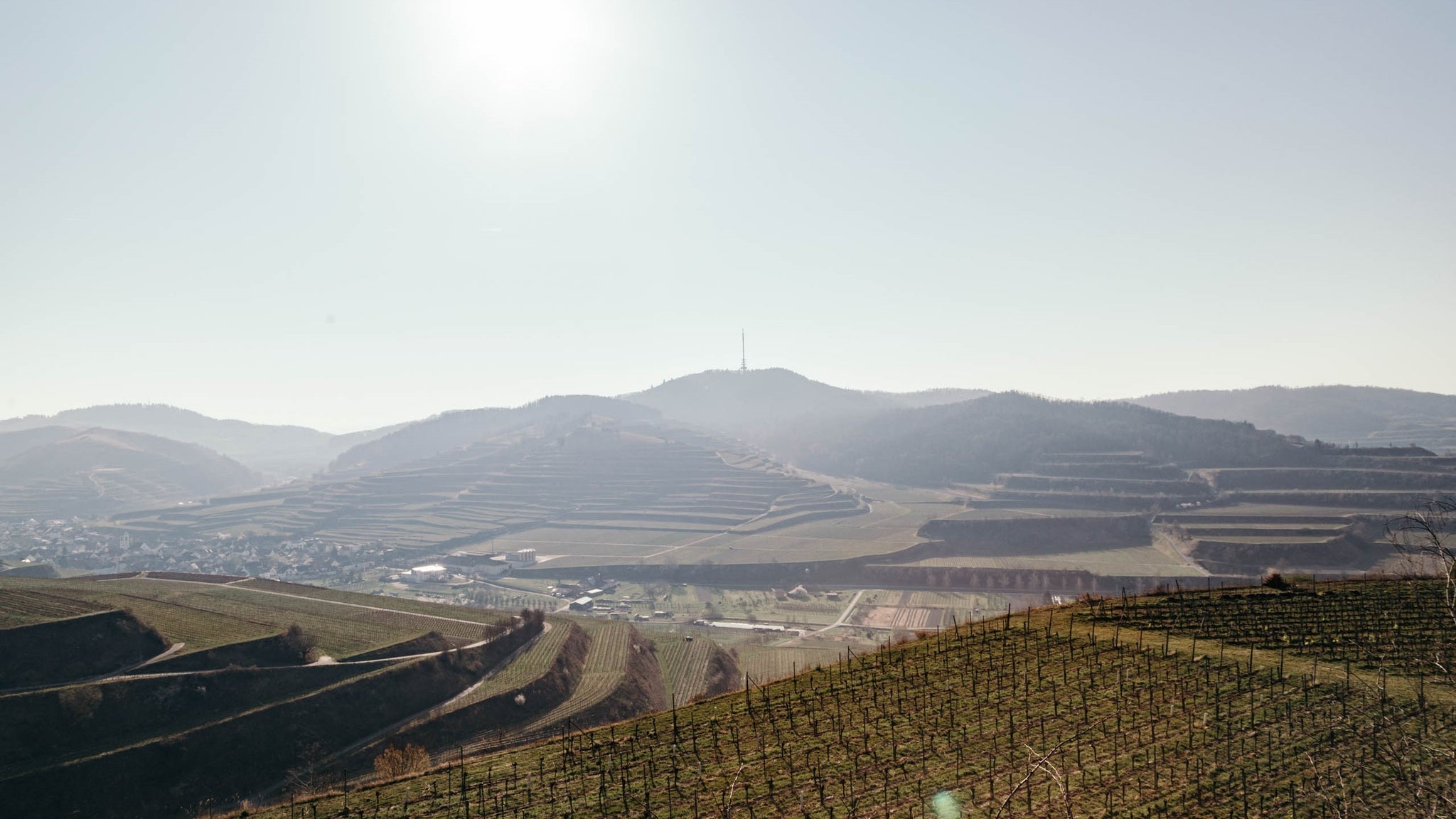 weingut im Kaiserstuhl Freiherr von Gleichenstein bekannt für Rotwei, Burgunder und Chardonnay Weißwein
