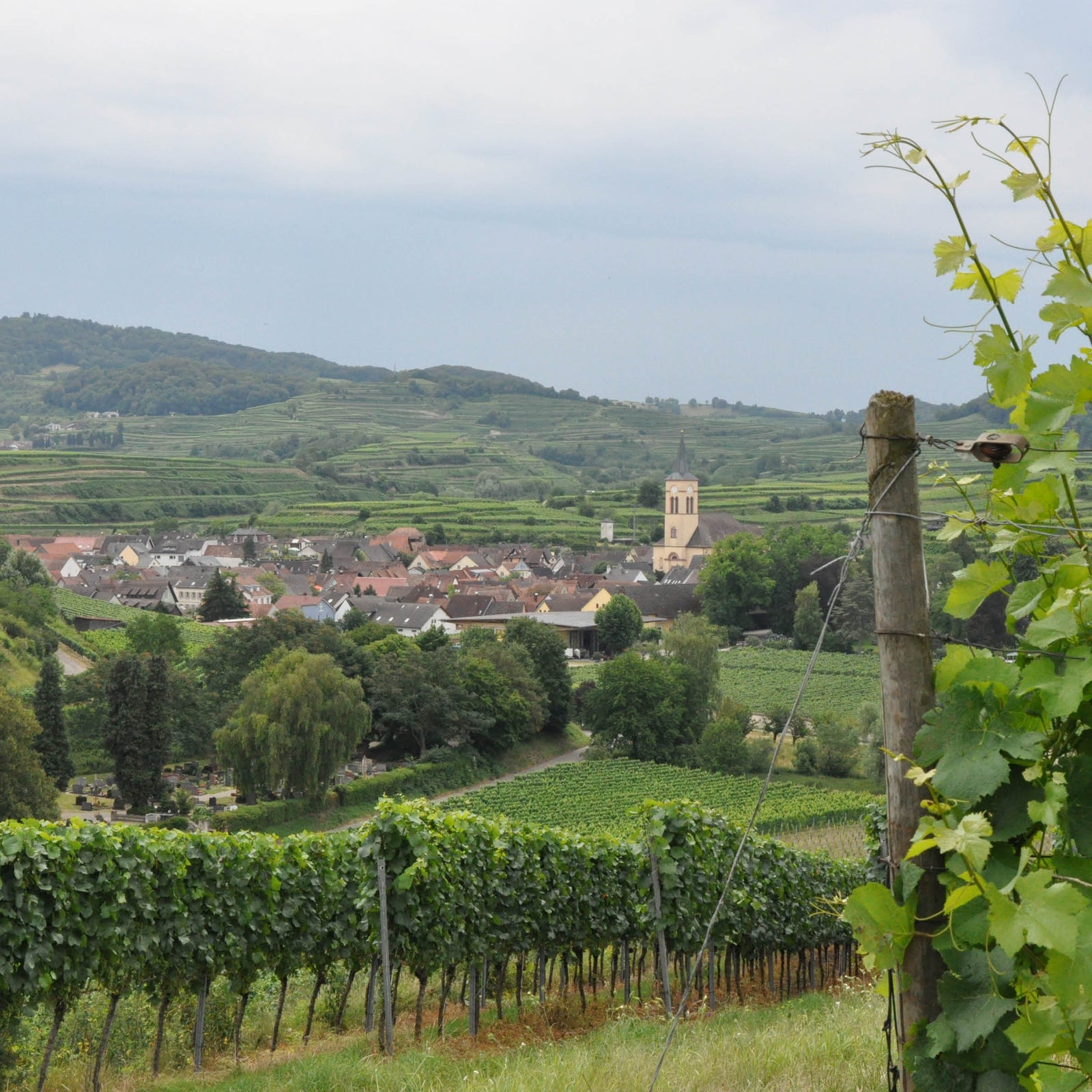 Weingut Freiherr von Gleichenstein Vogtburg im Kaiserstuhl die Lage der Weinberge von ausgezeichnetem Rotwein, Rose Wein und Weißwein zu sehen sind die Weinreben mit frischem Weintrauben
