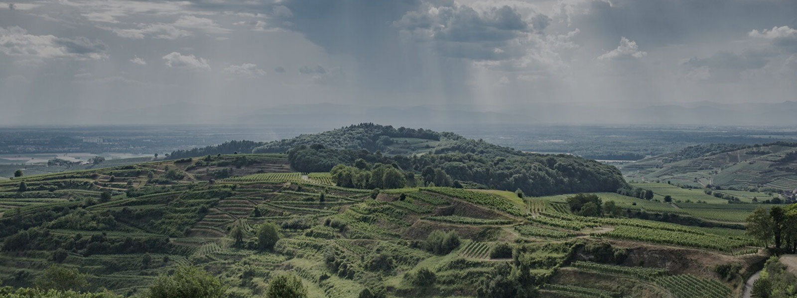 Weingut im Kaiserstuhl in Deutschland für sonnige Weinberge bekannt und besten Weingenuss